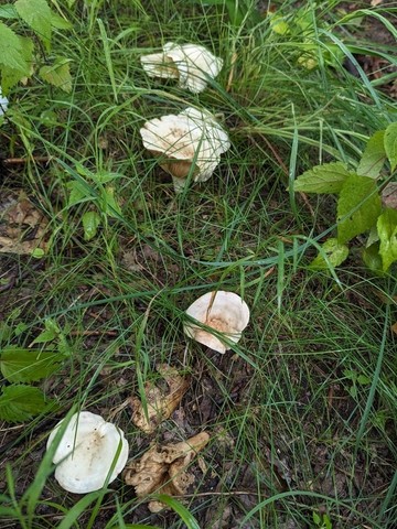 Stout Pink-Staining Lactarius (Lactarius subvernalis var. cokeri)