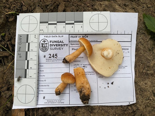 Chestnut Bolete (Gyroporus castaneus-IN07)