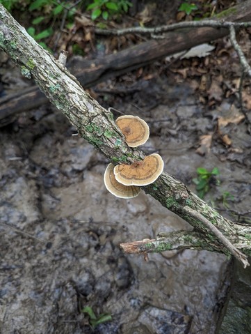 Thin-Walled Maze Polypore (Daedaleopsis confragosa)