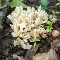 White Coral Jelly Fungus