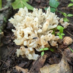 White Coral Jelly Fungus