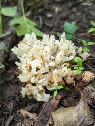 White Coral Jelly Fungus (Sebacina sparassoidea)