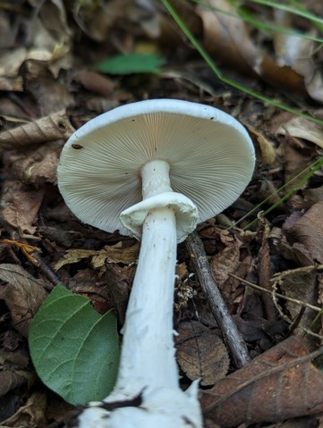 Great Felt Skirt Destroying Angel (Amanita magnivelaris)