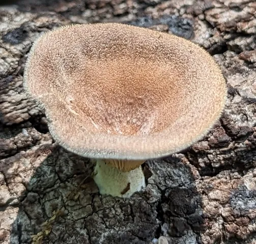 Hairy Oysterling (Panus lecomtei)