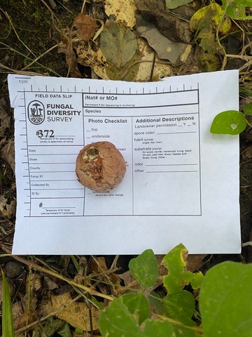 Dune Stinkhorn (Phallus hadriani)