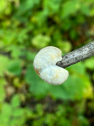 Bicoloured Bracket (Gloeoporus dichrous)