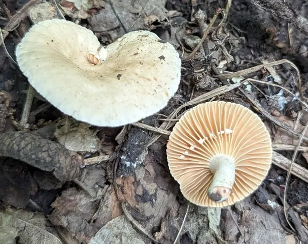 Lactarius subplinthogalus