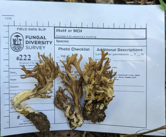 undefined (Clavulina sp-IN01)