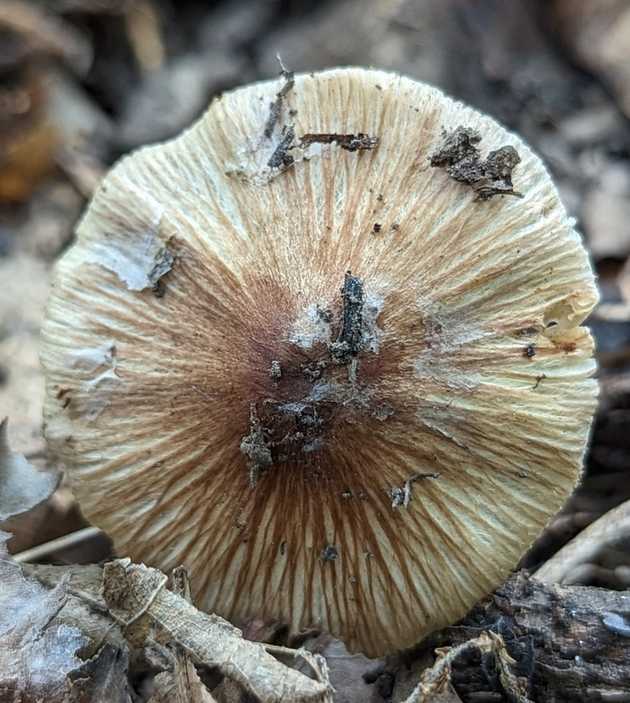 Inocybaceae