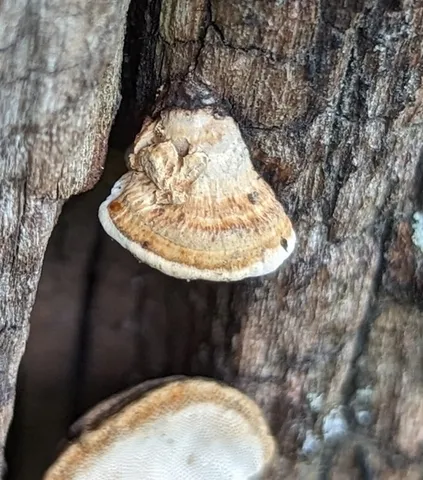 undefined (Perenniporia ohiensis)