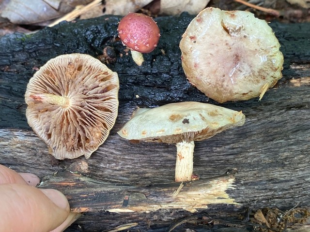 null (Pholiota polychroa)