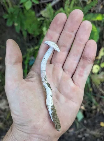 Purple-and-white Deceiver (Laccaria ochropurpurea)
