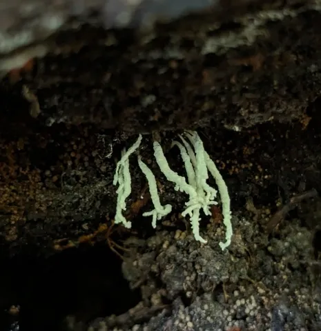 Slinder-Footed Cordyceps (Cordyceps tenuipes)