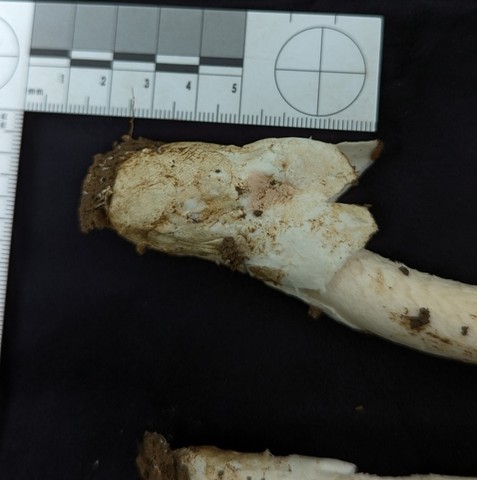 undefined (Amanita Sect. Caesareae sp.)