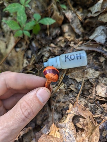 null (Cortinarius hesleri)