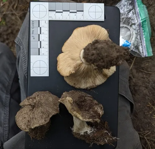 Tricholosporum sp. 1