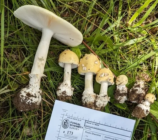 undefined (Amanita sp-IN34)