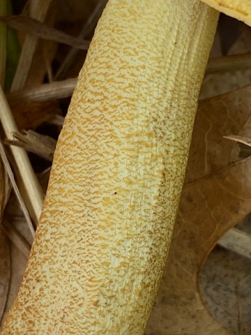 Wrinkled Bolete (Leccinellum rugosiceps)