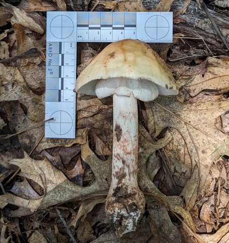 American Blusher (Amanita amerirubescens)