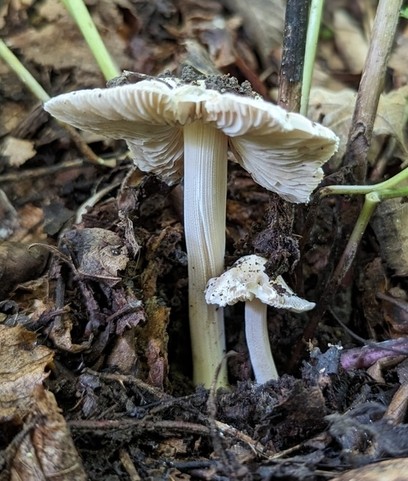 null (Inocybe velicopia)