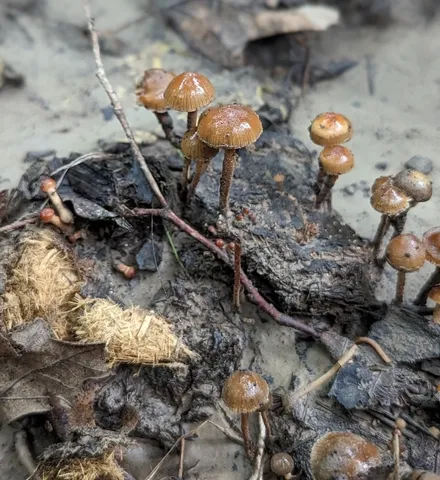 Dung-Loving Deconica (Deconica coprophila)