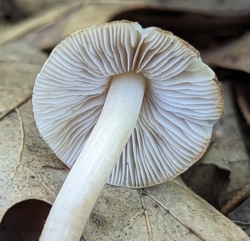 null (Inocybe sp-IN02)