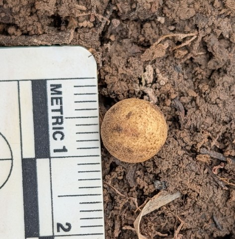 undefined (Elaphomyces sp.)