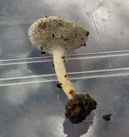 Long-Stalked Gray Cup (Helvella macropus)