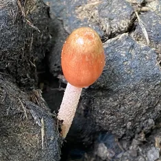 Dung-Loving Bolbitius
