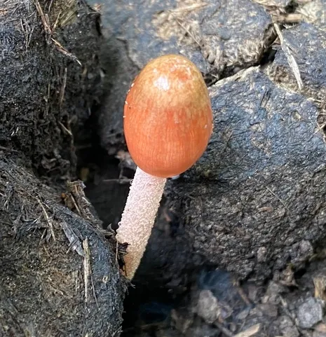 Bolbitius coprophilus