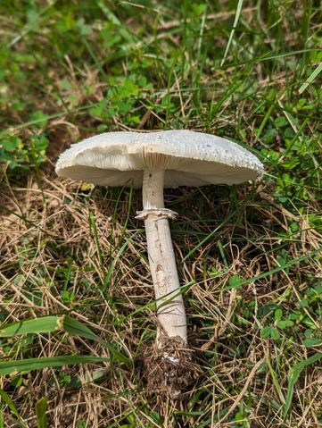 Green-spored Parasol (Chlorophyllum molybdites)