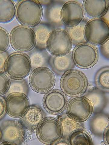 undefined (Elaphomyces sp.)