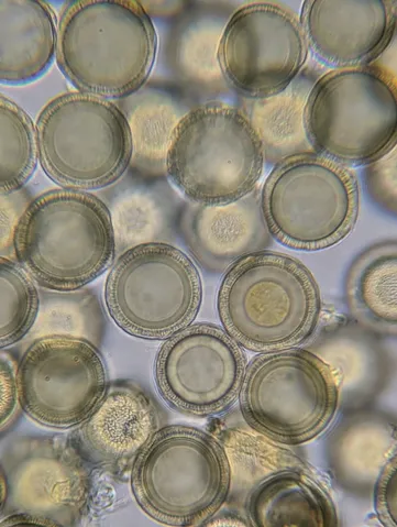 undefined (Elaphomyces spp.)