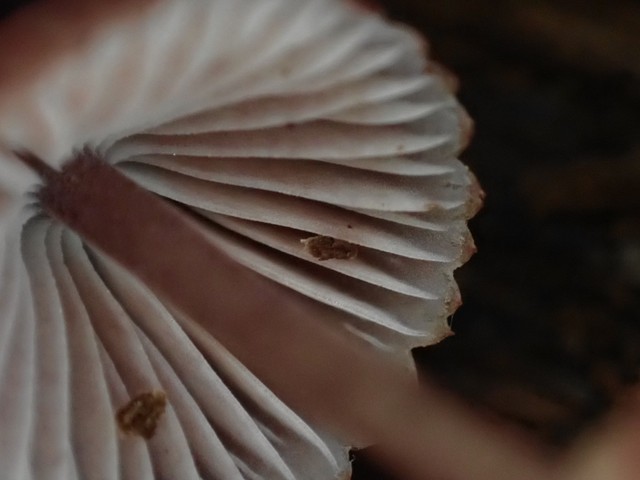 Bleeding Fairy Helmet (Mycena haematopus)