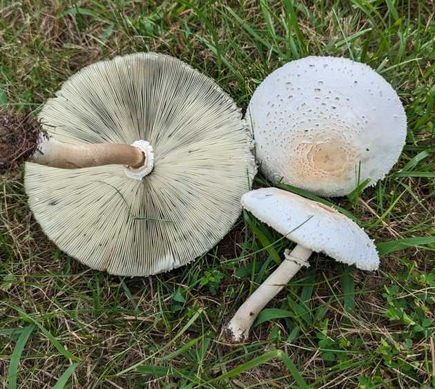 Lepiotoid