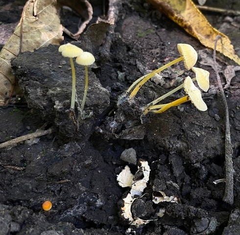 Walnut Mycena (Mycena crocea)