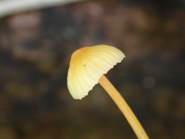 Walnut Mycena (Mycena crocea)