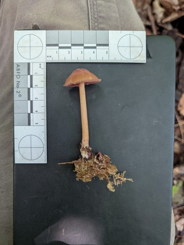 undefined (Mycena sp. 'IN6' (Mycena rutilantiformis))