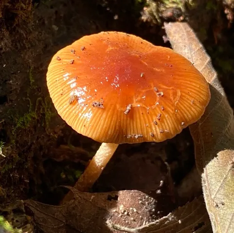 Viscid Bolbitius (Bolbitius viscosus)