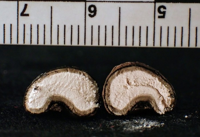 undefined (Elaphomyces sp.)
