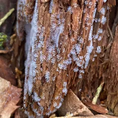 Common Coral Slime