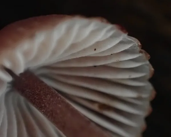 Bleeding Fairy Helmet (Mycena sp. 'haematopus-IN01')