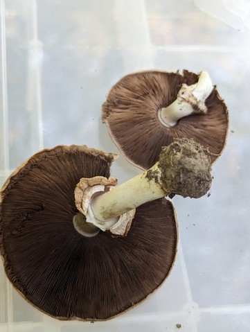 Slinder-Stemmed Agaricus (Agaricus leptocaulis)