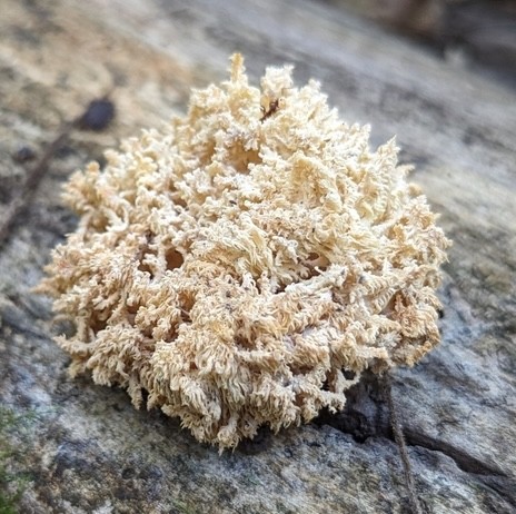 Coral Tooth Fungus (Hericium coralloides)