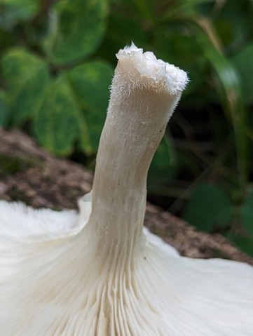 Pale Oyster (Pleurotus pulmonarius)