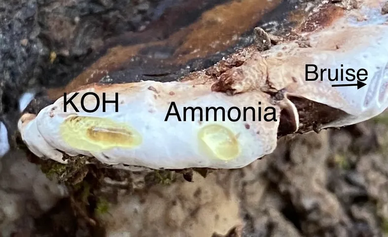 undefined (Ganoderma lobatum)