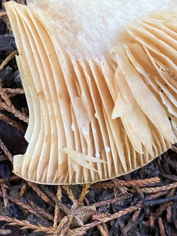 Acrid Lactarius (Lactarius psammicola)