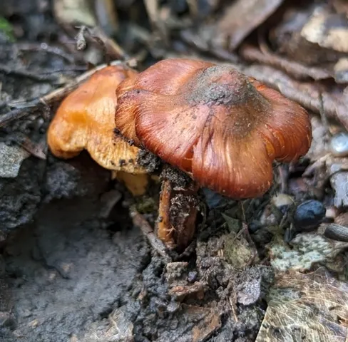 Inocybe sp-IN21