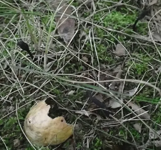 Snaketongue Truffleclub (Tolypocladium ophioglossoides)