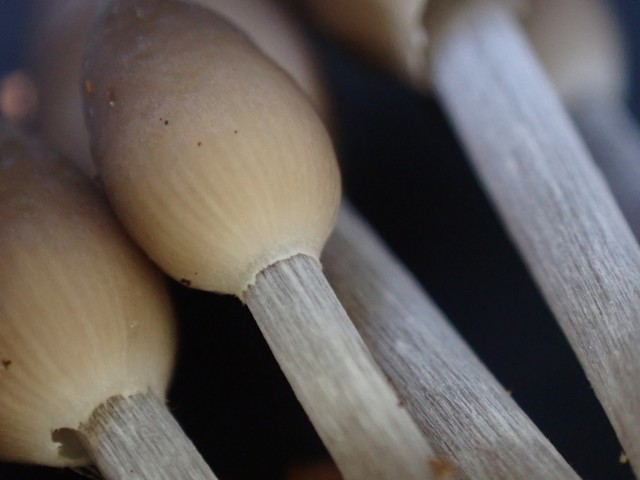 Clustered Bonnet (Mycena inclinata-IN01)